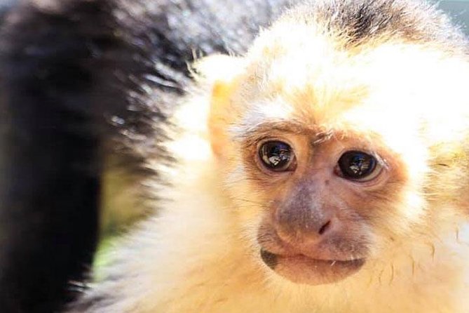 AJs Sloth & Monkeys Family Excursion, City Tour & Private Transfer - Meeting and Pickup Details