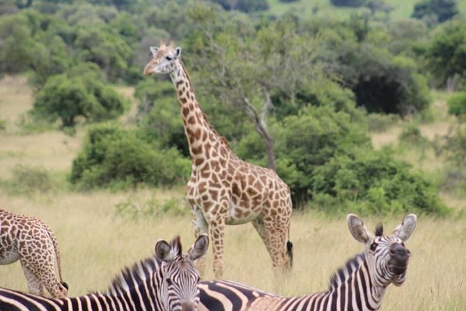 Akagera Game-drive Safari - Traveling to the Meeting Point