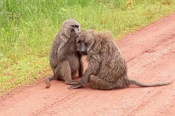 Akagera National Park - Transportation and Pickup Options