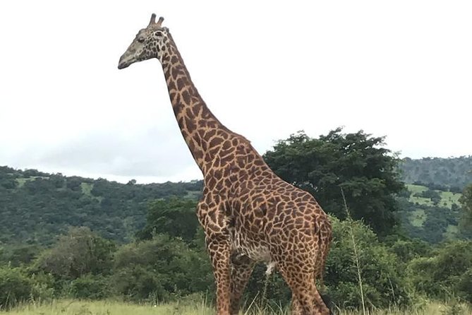 Akagera National Park - Booking Process and Confirmation