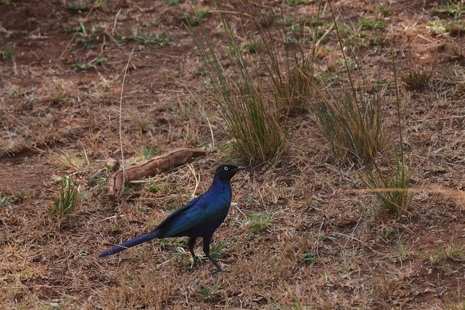 Akagera National Park - Reviews and Ratings Overview