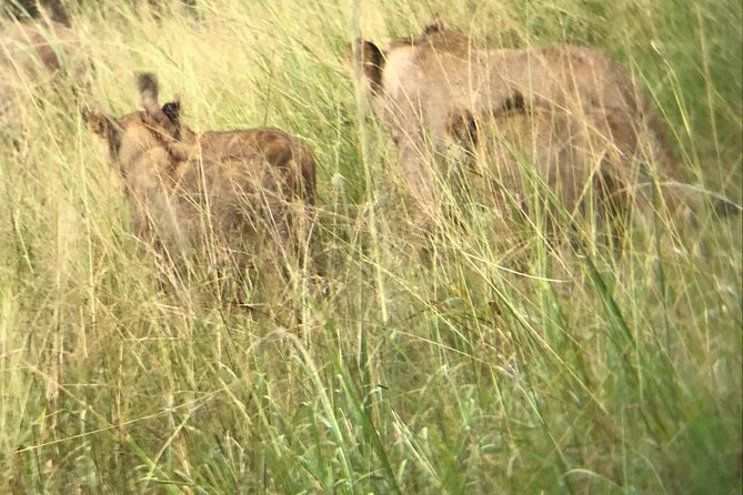 Akagera National Park - Tips for Visiting Akagera National Park