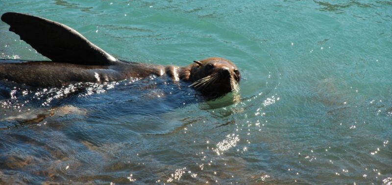 Akaroa: 24-hour Overnight Pohatu Penguin Package - Package Pricing