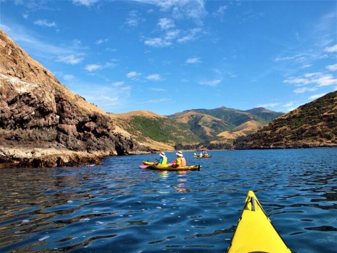 Akaroa: 4WD Safari and Guided Sea-Kayaking Experience - Encounter Local Wildlife