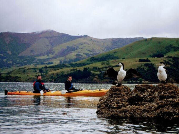 Akaroa: Akaroa Marine Reserve Sea Kayaking Tour - What to Bring
