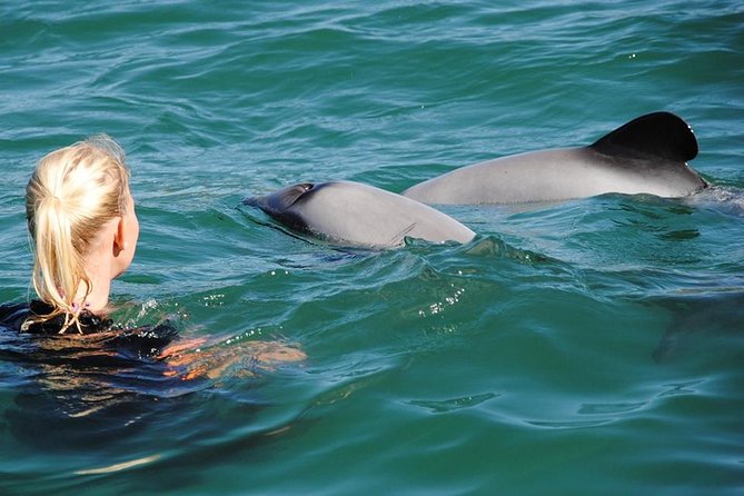 Akaroa and Banks Peninsula Small Group Tour (Nature Cruise or Dolphin Swim) - Cheese Tasting at Barrys Bay