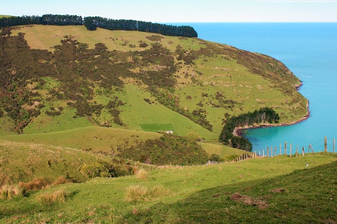 Akaroa and Banks Peninsula Wild Penguins Tour - Inclusions and Amenities