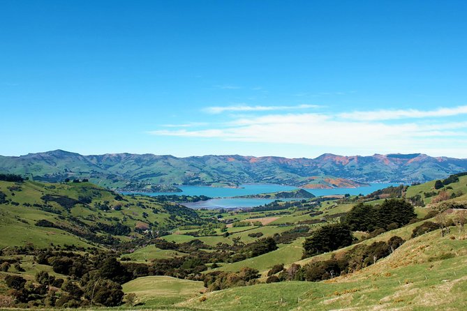 Akaroa and Banks Peninsula Wild Penguins Tour - Tour Feedback and Experiences