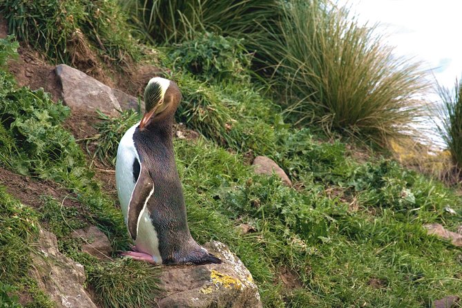 Akaroa and Banks Peninsula Wild Penguins Tour - Observing Wild Penguins