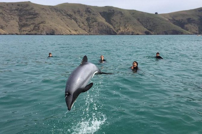 Akaroa Day Tour From Christchurch - Customer Feedback and Reviews