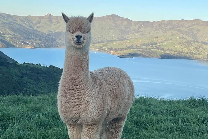 Akaroa Day Tour From Christchurch - Accessibility and Recommendations