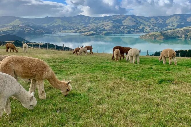Akaroa Day Tour From Christchurch - Additional Activity Options
