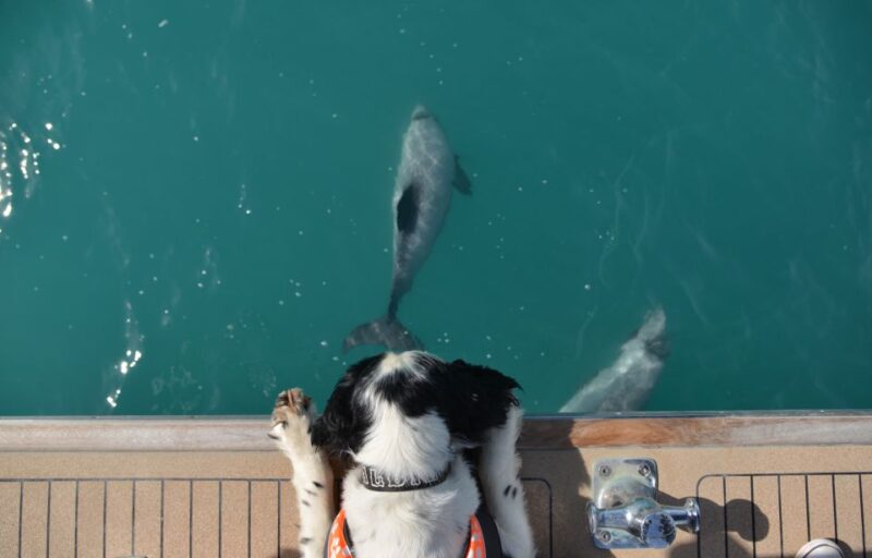 Akaroa: Dolphin Nature Cruise - Key Points