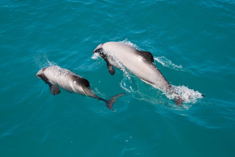 Akaroa: Dolphin Nature Cruise - Tour Details and Accessibility