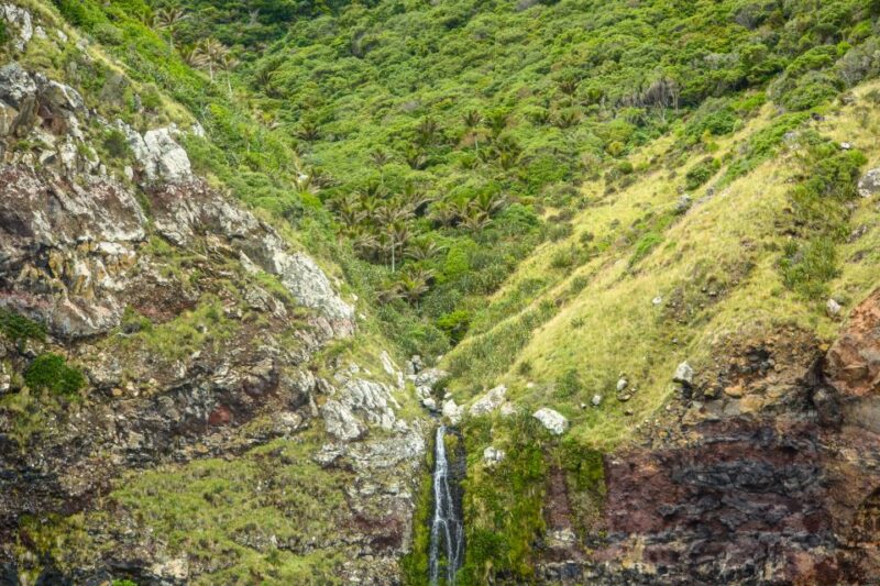 Akaroa: Dolphin Nature Cruise - Dolphin Spotting and Viewing