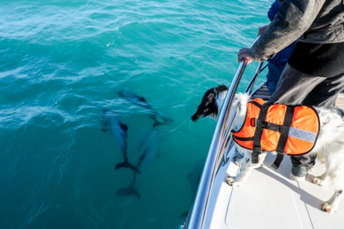Akaroa: Dolphin Nature Cruise - Onboard Amenities and Services