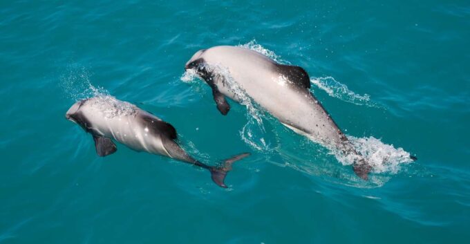 Akaroa: Dolphin Nature Cruise - Customer Feedback and Ratings