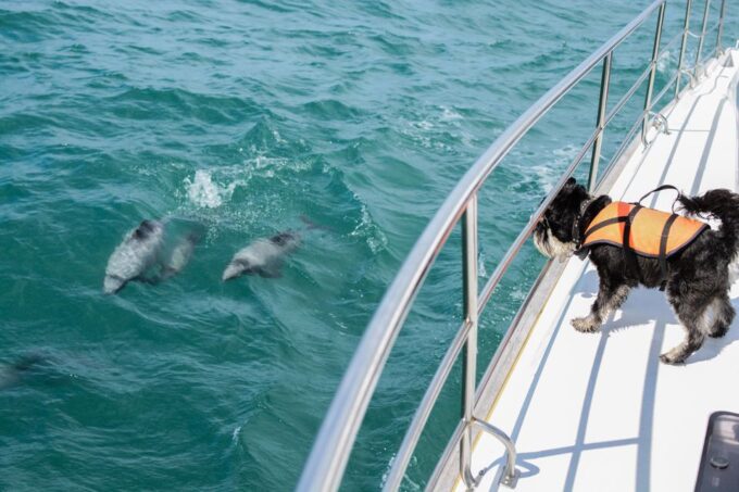Akaroa: Dolphin Nature Cruise - Recap