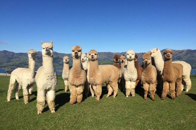 Akaroa Eco-Safari With Alpaca Farm Tour and Wine Tasting - Cheese Factory Visit