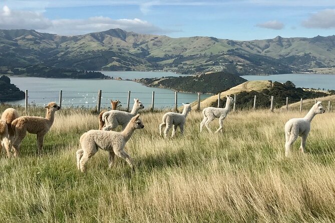 Akaroa Eco-Safari With Alpaca Farm Tour and Wine Tasting - French Cultural Connections