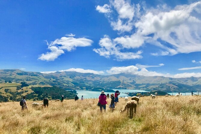 Akaroa Eco-Safari With Alpaca Farm Tour and Wine Tasting - Small-Group Transportation