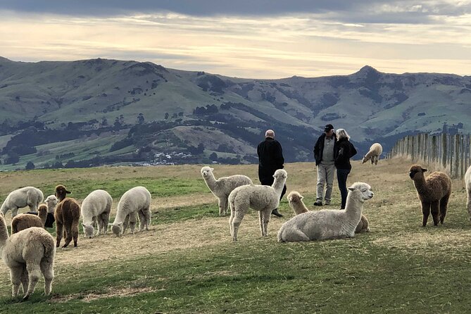 Akaroa Eco-Safari With Alpaca Farm Tour and Wine Tasting - Meeting and Departure Information