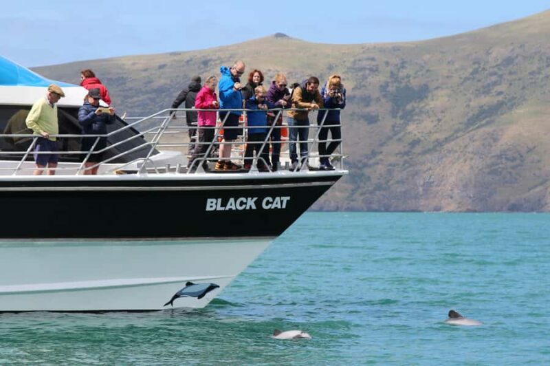 Akaroa Harbour 2-Hour Dolphin Nature Cruise - The Sum Up: Is It Worth It?