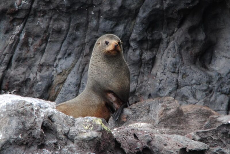 Akaroa Harbour 2-Hour Nature Cruise - Key Points