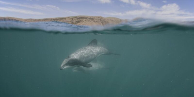 Akaroa Harbour 2-Hour Nature Cruise - Wildlife and Scenic Highlights