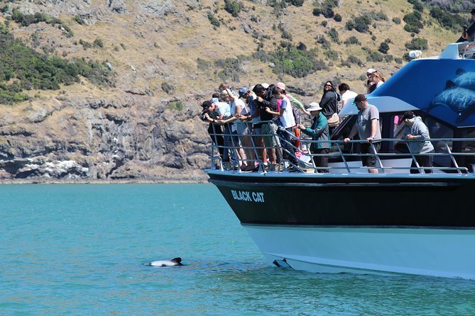 Akaroa Harbour Nature Cruise - Key Points