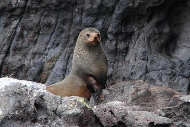 Akaroa Harbour Nature Cruise - Narration and Commentary