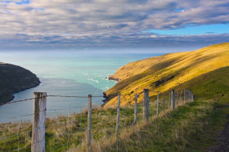 Akaroa: Pohatu Little Penguins 3-Hour Evening Experience - Conservation Efforts