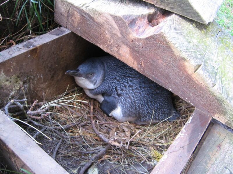 Akaroa: Pohatu Little Penguins 3-Hour Evening Experience - Scenic Journey to Pohatu/Flea Bay