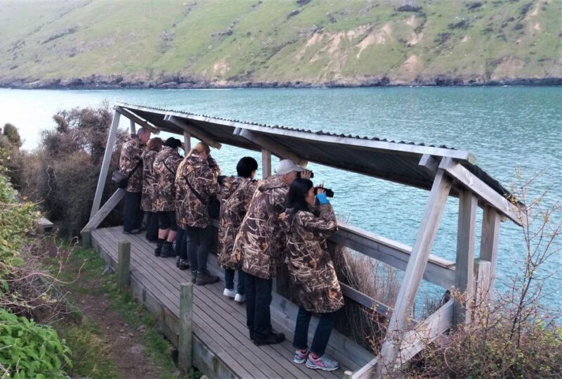 Akaroa: Pohatu Little Penguins 3-Hour Evening Experience - Penguin Viewing at Dusk