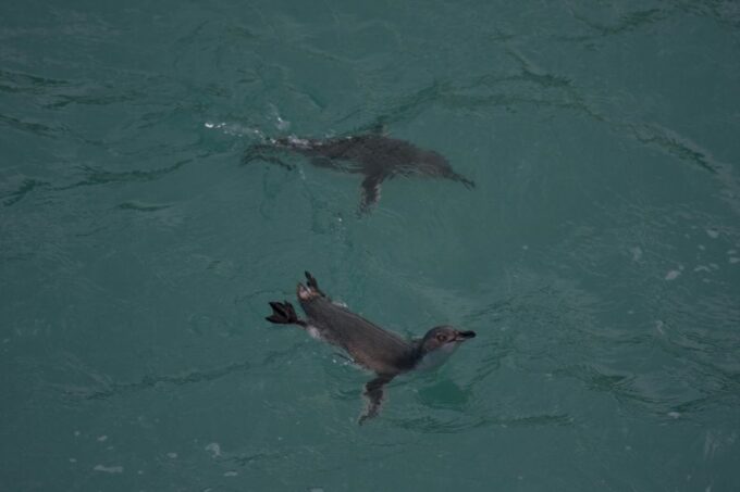 Akaroa: Pohatu Little Penguins 3-Hour Evening Experience - Departure Time and Accessibility
