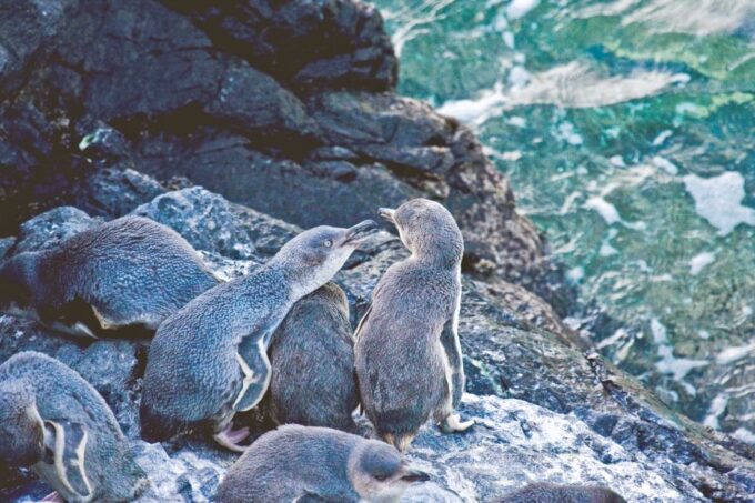 Akaroa: Pohatu Little Penguins 3-Hour Evening Experience - Important Considerations