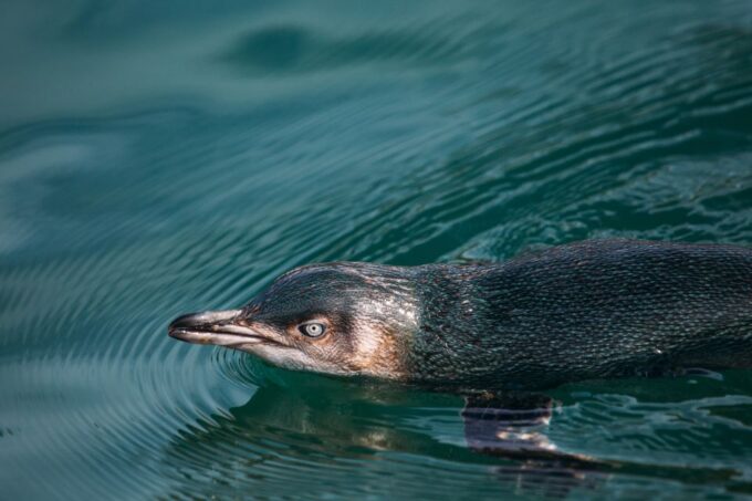 Akaroa: Pohatu Little Penguins 3-Hour Evening Experience - Recap