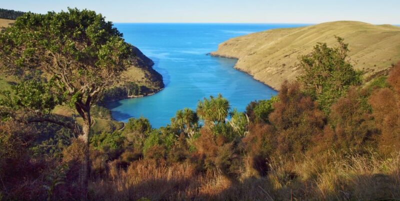 Akaroa: Pohatu Penguins Scenic Nature 2-Hour or 4-Hour Tour - Wildlife and Conservation Focus