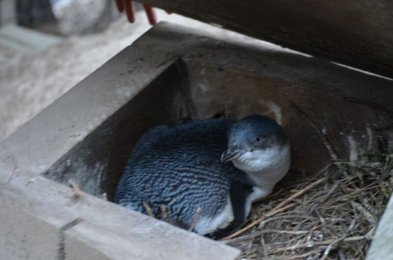 Akaroa: Pohatu Penguins Scenic Nature 2-Hour or 4-Hour Tour - Eco-tour by 4WD