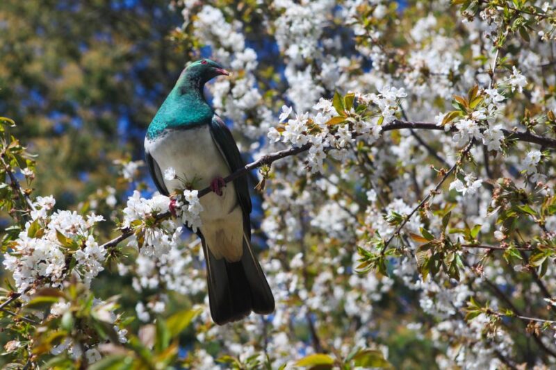 Akaroa: Pohatu Penguins Scenic Nature 2-Hour or 4-Hour Tour - Scenic Views and Vistas