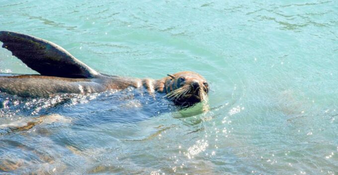 Akaroa: Pohatu Penguins Scenic Nature 2-Hour or 4-Hour Tour - Penguin Colony and Rehabilitation