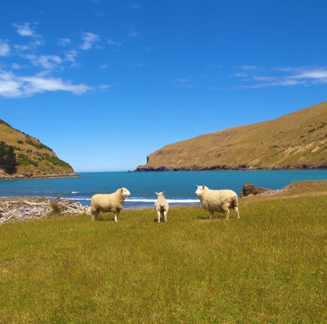 Akaroa: Pohatu Penguins Scenic Nature 2-Hour or 4-Hour Tour - Inclusions and Restrictions