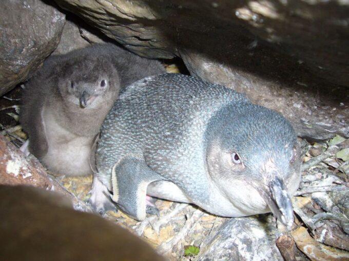 Akaroa: Pohatu Penguins Scenic Nature 2-Hour or 4-Hour Tour - Customer Reviews and Ratings