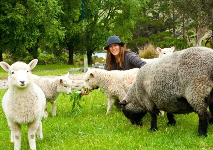 Akaroa: Pohatu Penguins Scenic Nature 2-Hour or 4-Hour Tour - Recap
