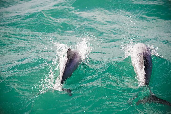 Akaroa Private Day Tour From Christchurch (Carbon Neutral) - Booking Details