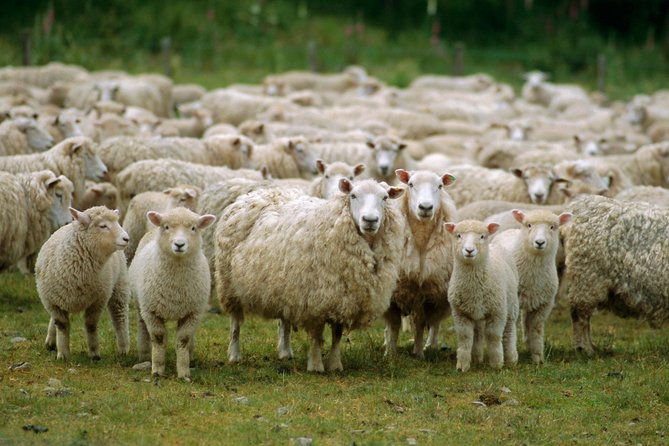 Akaroa Shore Excursion: Akaroa Harbour and Sheep Farm Local Tour - Personalized Attention and Guarantees