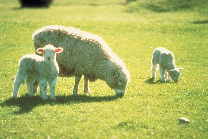 Akaroa Shore Excursion: Banks Peninsula, Christchurch City Tour and Sheep Farm Tour - Highlights of the Itinerary