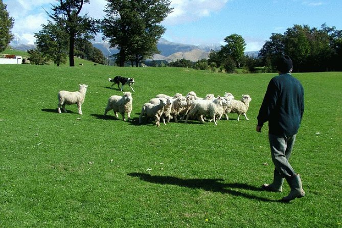 Akaroa Shore Excursion: Banks Peninsula, Christchurch City Tour and Sheep Farm Tour - Accessibility and Inclusions
