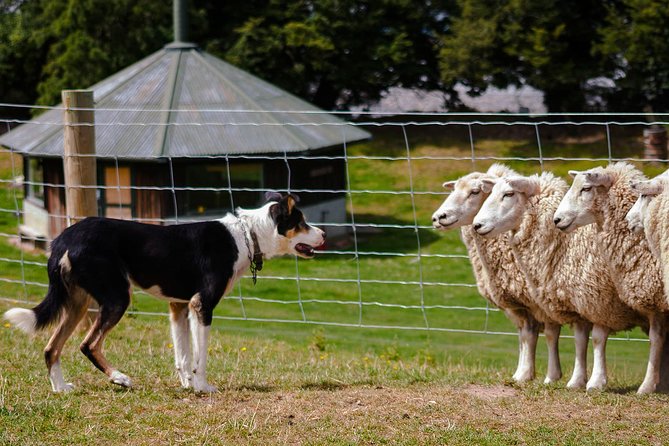 Akaroa Shore Excursion: Banks Peninsula, Christchurch City Tour and Sheep Farm Tour - Cancellation Policy and Flexibility