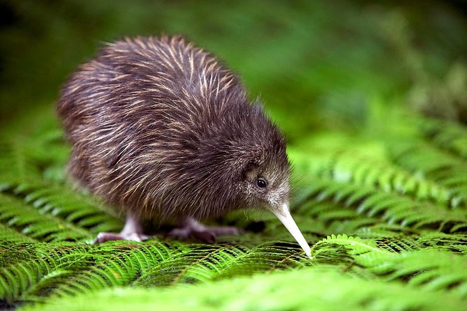 Akaroa Shore Excursion: Banks Peninsula, Christchurch City Tour and Willowbank Wildlife Reserve - Logistics and Guarantees